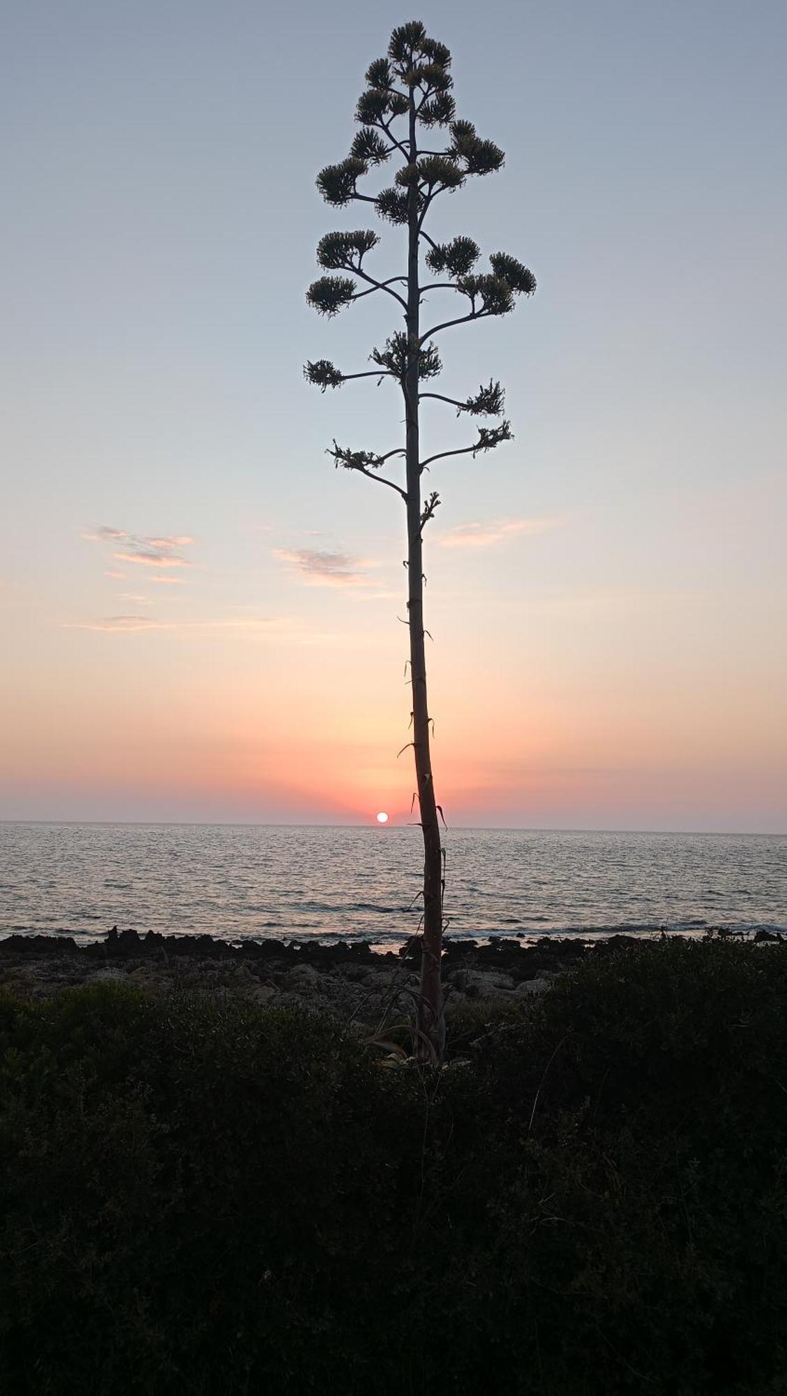 הוילה קיפריסיה Tzanetos Seaside מראה חיצוני תמונה